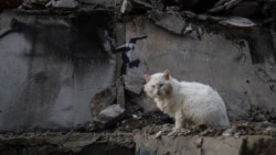 Новые граффити Бэнкси в Украине: репортаж из Бородянки Новые граффити Бэнкси в Украине: репортаж из Бородянки