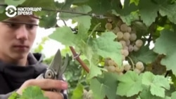 "Они стреляют, а девчата режут виноград". Как живет винодельня на передовой "Они стреляют, а девчата режут виноград". Как живет винодельня на передовой