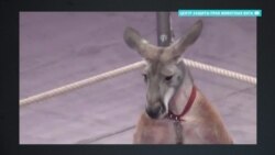 Директор Большого Московского цирка нажаловался Путину на Cirque du Soleil Директор Большого Московского цирка нажаловался Путину на Cirque du Soleil