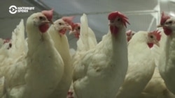 Как санкции, отъезд трудовых мигрантов и выплаты участникам войны в Украине поднимают цены на продукты в России. И чего ждать в 2024 году?  Как санкции, отъезд трудовых мигрантов и выплаты участникам войны в Украине поднимают цены на продукты в России. И чего ждать в 2024 году?