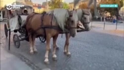 В Украине могут запретить использовать лошадей и других животных в туристических целях В Украине могут запретить использовать лошадей и других животных в туристических целях