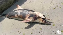 Дело об экоциде: от войны пострадали уникальные виды животных и заповедные территории на юге Украины  Дело об экоциде: от войны пострадали уникальные виды животных и заповедные территории на юге Украины