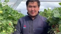 Рассказ казахстанского гастарбайтера о работе в Англии: "Здесь украинцы, молдаване, кыргызы, узбеки, а общаемся между собой на русском" Рассказ казахстанского гастарбайтера о работе в Англии: "Здесь украинцы, молдаване, кыргызы, узбеки, а общаемся между собой на русском"