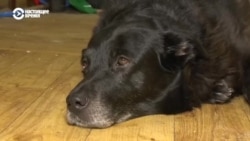 Как животные в Харькове справляются со стрессом из-за постоянных российских обстрелов Как животные в Харькове справляются со стрессом из-за постоянных российских обстрелов