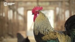 Человек на карте: вологодская "квартира" для коровы Человек на карте: вологодская "квартира" для коровы