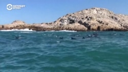 Битва дельфинов. Как американские, советские и российские военные использовали морских животных
 Битва дельфинов. Как американские, советские и российские военные использовали морских животных