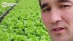 Учитель из Кыргызстана работает на ферме в Англии: "Лучшее здесь – конечно, деньги! И что полиции нет до тебя дела!"  Учитель из Кыргызстана работает на ферме в Англии: "Лучшее здесь – конечно, деньги! И что полиции нет до тебя дела!"