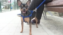 Казахстанские заводчики собак и кошек возмущены новым законом о содержании домашних животных. Что с ним не так?  Казахстанские заводчики собак и кошек возмущены новым законом о содержании домашних животных. Что с ним не так?