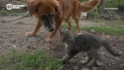 #ВУкраине: выжить в поселении Долгенькое #ВУкраине: выжить в поселении Долгенькое