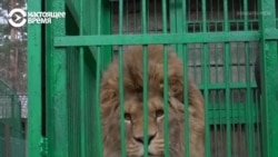 "Одиннадцать львов, два тигра, леопард": Наталия спасает в Украине животных, чьи хозяева уехали от войны  "Одиннадцать львов, два тигра, леопард": Наталия спасает в Украине животных, чьи хозяева уехали от войны
