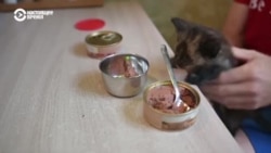 Что происходит с импортозамещением в России Что происходит с импортозамещением в России