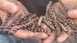 "В плодородном слое уничтожается вся микрофлора, весь гумус". Как война отравляет украинскую землю
 "В плодородном слое уничтожается вся микрофлора, весь гумус". Как война отравляет украинскую землю