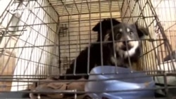 Приют для домашних животных из горячих точек во Львове  Приют для домашних животных из горячих точек во Львове