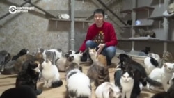 "Я хочу есть, мне нужно тепло": как каждый из нас может помочь собакам и кошкам в сильные морозы "Я хочу есть, мне нужно тепло": как каждый из нас может помочь собакам и кошкам в сильные морозы