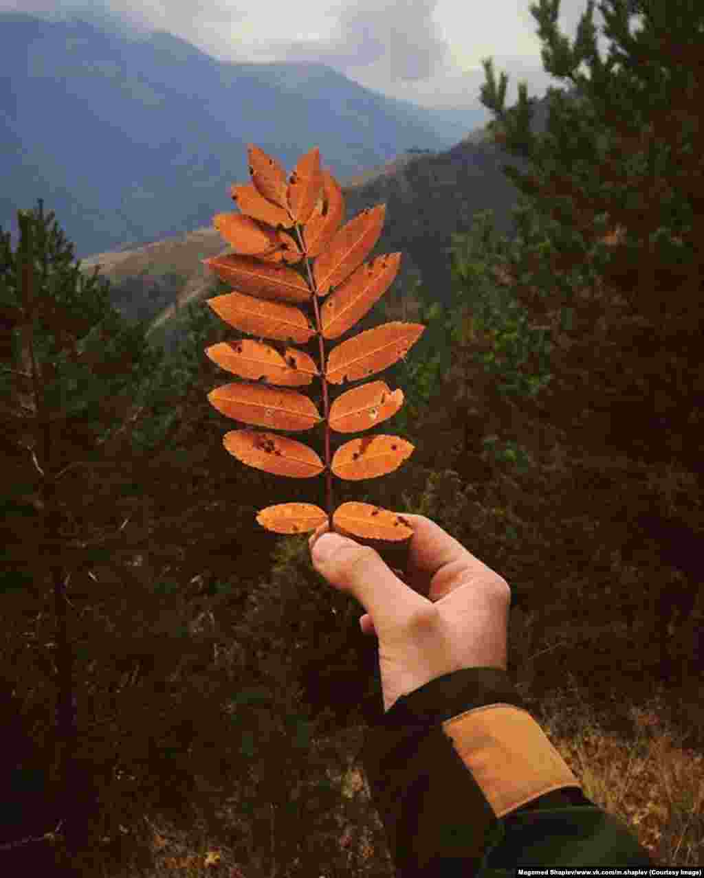 Шапиев говорит, что его любимое время года для фотографий природы – осень