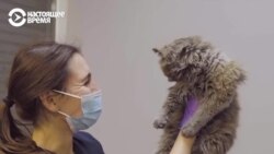 "Ну что, рыжая, поедешь в новый дом?" Как в Киевской области спасают котов и собак, потерявших хозяев из-за войны "Ну что, рыжая, поедешь в новый дом?" Как в Киевской области спасают котов и собак, потерявших хозяев из-за войны