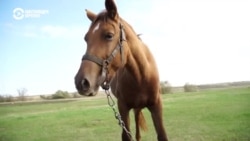 Человек на карте: кому оставить ферму, если придет повестка Человек на карте: кому оставить ферму, если придет повестка