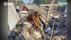 Пес Крым, северодонецкие кошки и козы мобилизованного. Как украинцы спасают питомцев от войны Пес Крым, северодонецкие кошки и козы мобилизованного. Как украинцы спасают питомцев от войны