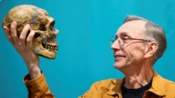 Америка: Нобелевка по медицине за изучение эволюции человека Америка: Нобелевка по медицине за изучение эволюции человека