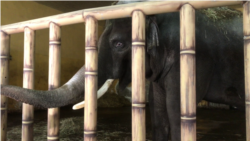 Как Киевский зоопарк живет во время войны Как Киевский зоопарк живет во время войны