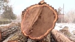 Под Бишкеком незаконно вырубают парк Под Бишкеком незаконно вырубают парк