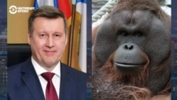 Кандидат орангутан: как в Новосибирске выборы символа города стали политической акцией Кандидат орангутан: как в Новосибирске выборы символа города стали политической акцией