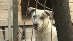 В Таджикистане приняли закон о защите животных от жестокого обращения В Таджикистане приняли закон о защите животных от жестокого обращения