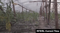 Ферма, на которой заставляли работать узбекистанеев 