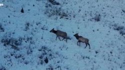 Азия 360°: последние маралы Кыргызстана  Азия 360°: последние маралы Кыргызстана