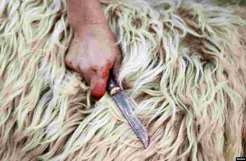 Считается, что ритуальное убийство животного в праздничный день - духовное обращение к Богу На фото - боснийский мусульманин готовятся принести в жертву барашка во время празднования Курбан-Байрама  