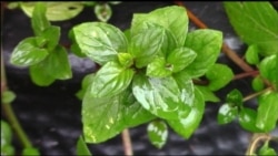 Кто выращивает мяту для зубной пасты и жевательных резинок? Кто выращивает мяту для зубной пасты и жевательных резинок?