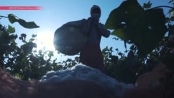 10 центов за килограмм хлопка. Рассказываем, кто и почему его собирает в Кыргызстане 10 центов за килограмм хлопка. Рассказываем, кто и почему его собирает в Кыргызстане