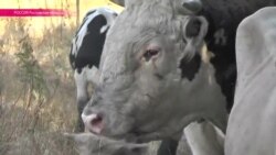 Ростовские телки пошли под нож Ростовские телки пошли под нож