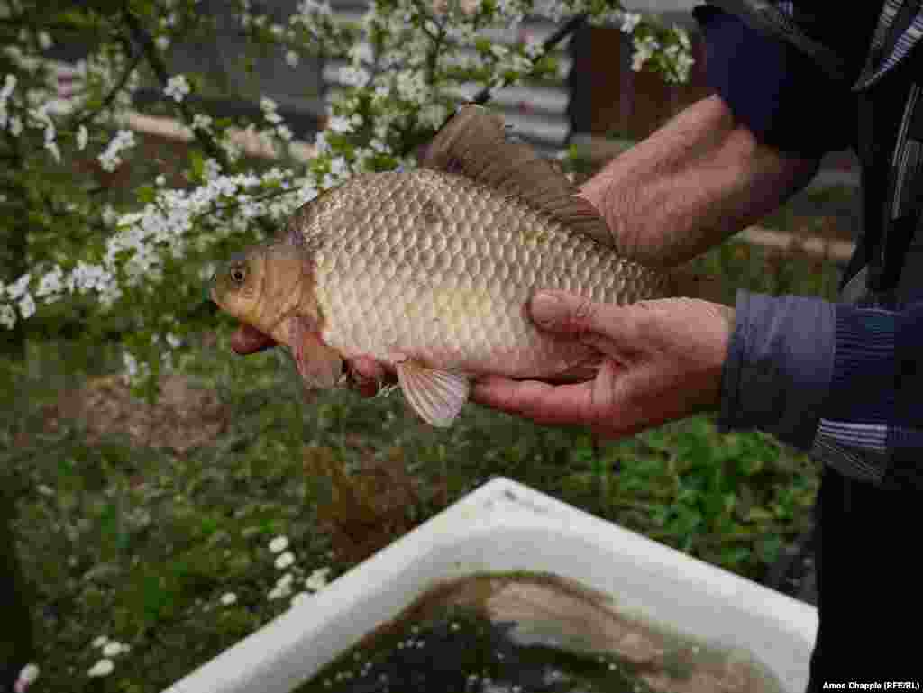 Василий предлагает попробовать рыбу, которую он сам вырастил в ванной, стоящей у него в огороде. Никаких замеров он, кстати, не производит  