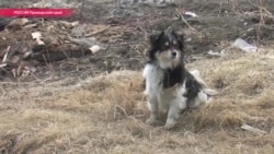 "За каждым гектаром – боль человеческая". Как из-за ошибки жилые поселки отдали под "Дальневосточный гектар" "За каждым гектаром – боль человеческая". Как из-за ошибки жилые поселки отдали под "Дальневосточный гектар"