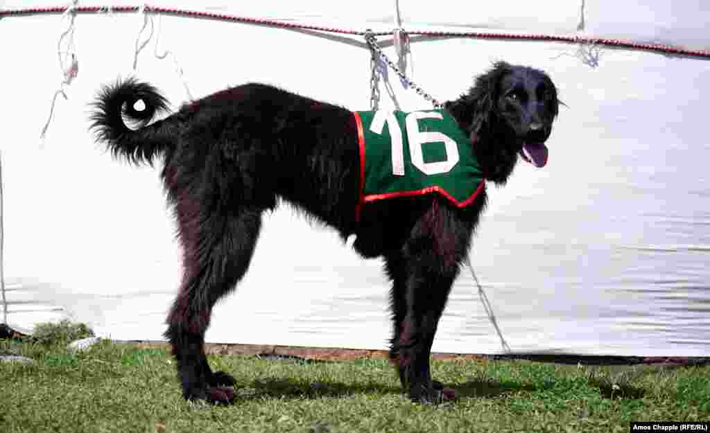 Одно из самых сильных впечатлений произвели на фотографа тайганы – киргизские борзые. "Эти быстрые длинноногие собаки были выведены для охоты, но двигаются с грациозностью истинных леди", – замечает Чаппл