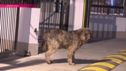 Кто объявил войну догхантерам Кто объявил войну догхантерам