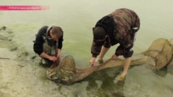 Охота в заповеднике: массовое браконьерство на границе с Румынией Охота в заповеднике: массовое браконьерство на границе с Румынией