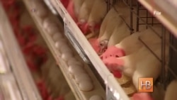 Традиционный завтрак американцев - яичница - под угрозой Традиционный завтрак американцев - яичница - под угрозой