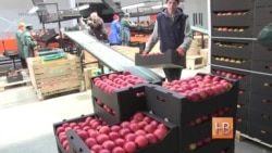 Яблоки Молдовы "выжаты" эмбарго РФ Яблоки Молдовы "выжаты" эмбарго РФ