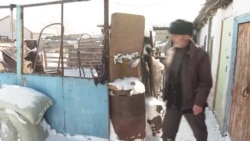 Как живут в Казахстане чеченцы и ингуши, депортированные с Кавказа в 1944 году Как живут в Казахстане чеченцы и ингуши, депортированные с Кавказа в 1944 году