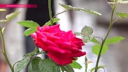 Сироты Кыргызстана в поисках новой семьи Сироты Кыргызстана в поисках новой семьи