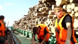 Человек на карте: как сплавляют лес по Северной Двине Человек на карте: как сплавляют лес по Северной Двине