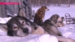 На Камчатке стартовала гонка на собачьих упряжках "Берингия" На Камчатке стартовала гонка на собачьих упряжках "Берингия"