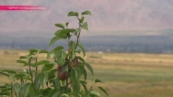 Как вырастить сад на камнях: за овощами нарынского фермера едут даже из-за границы Как вырастить сад на камнях: за овощами нарынского фермера едут даже из-за границы