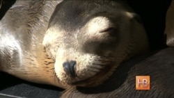 Спасти морского льва Спасти морского льва