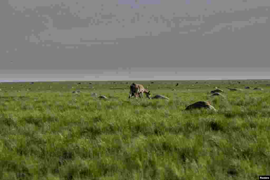 Сайга с детёнышем пасется рядом с сотнями туш погибших животных недалеко от села Жолоба Костанайской области. 