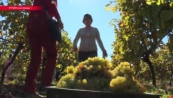 Собираем и давим: в Грузии есть специальный тур для тех, кто хочет сделать вино своими руками Собираем и давим: в Грузии есть специальный тур для тех, кто хочет сделать вино своими руками