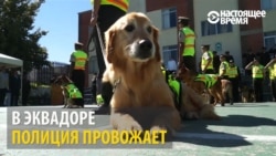 Они это заслужили: достойных собак ждет достойная пенсия Они это заслужили: достойных собак ждет достойная пенсия