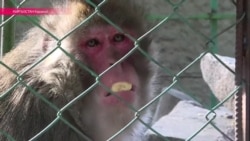 Нужная работа: как Чадаев Тарзана кормил Нужная работа: как Чадаев Тарзана кормил